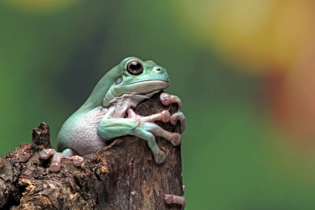 istock Australian white tree frog on wood 1327605819