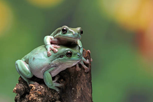 istock Australian white tree frog on wood 1327606488