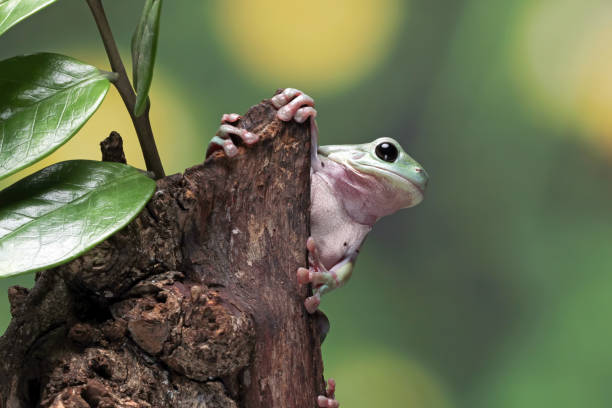 Australian white tree frog on wood stock photo