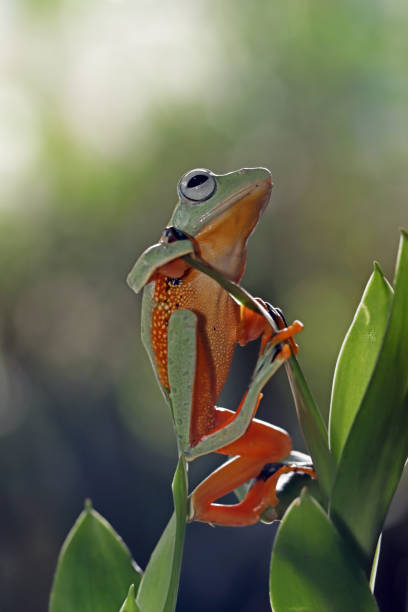 istock Flying frog closeup face on branch, Javan tree frog closeup image 1327606580