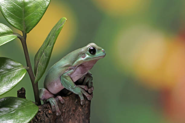 istock Australian white tree frog on wood 1327606582