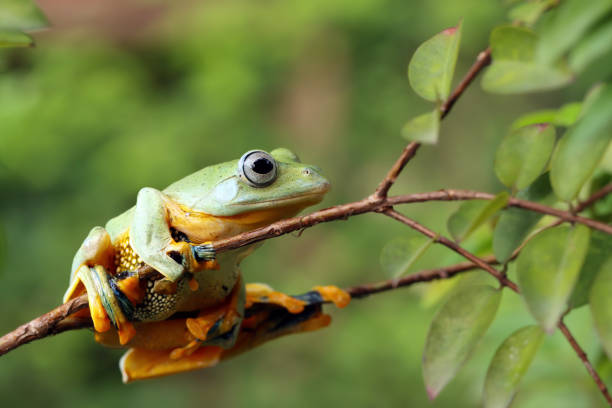 istock Flying frog closeup face on branch, Javan tree frog closeup image 1327606591