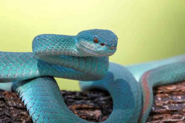 istock Blue viper snake on branch, viper snake, blue insularis 1327606604