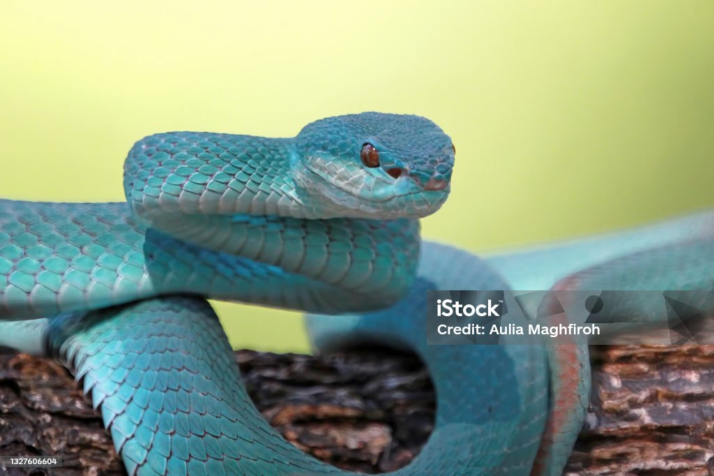 Blue viper snake on branch, viper snake, blue insularis Anger Stock Photo