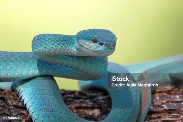 Blue Viper Snake On Branch Viper Snake Blue Insularis Stock Photo - Download Image Now