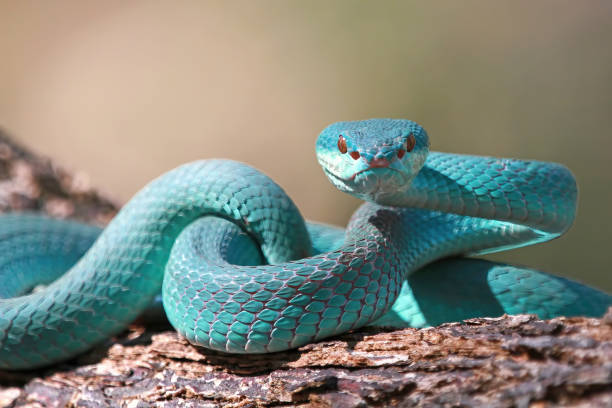 Blue viper snake on branch, viper snake, blue insularis stock photo