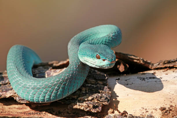 istock Blue viper snake on branch, viper snake, blue insularis 1327606616