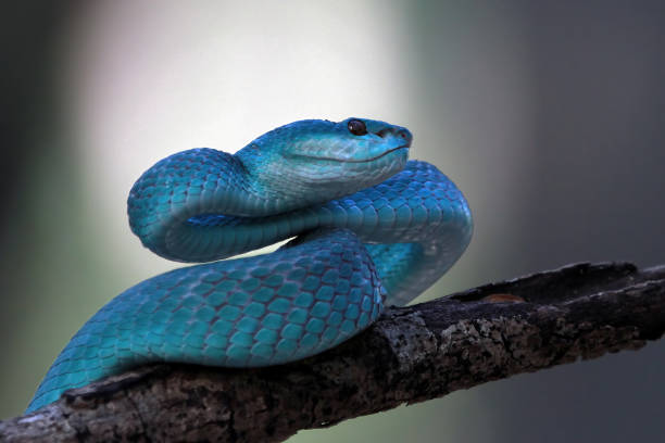Blue viper snake on branch, viper snake, blue insularis stock photo