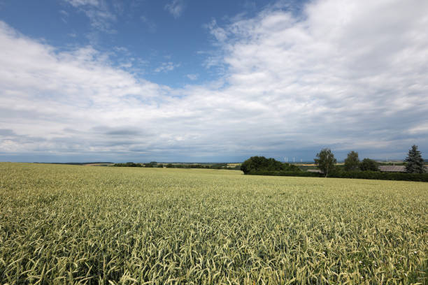 istock wheat ears ripen in the field in summer 1327608218