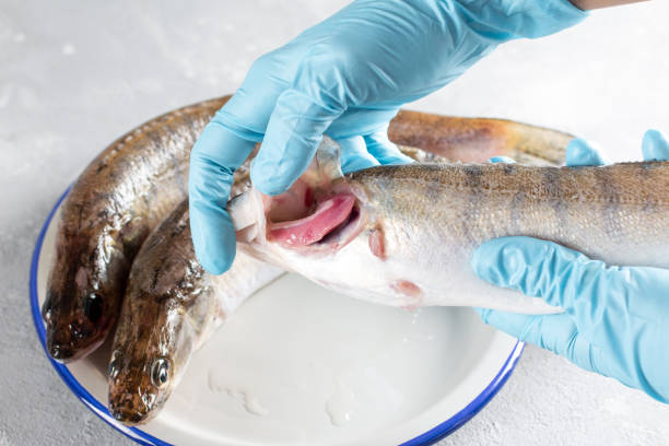 istock Checking freshness of fish, open gills. Fresh pike perch 1327608226