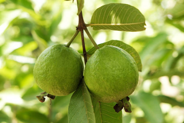 수확 기에 인도의 농업 농장에서 나무에 매달려 구아바 열대 과일. - guava vegetable tropical climate fruit 뉴스 사진 이미지