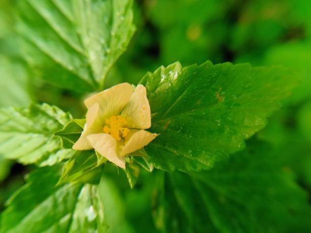 istock wild plant flower petals 1327611245