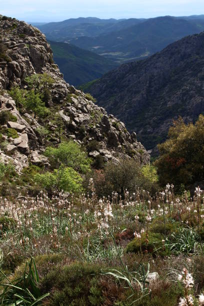 Asphodels stand out in front of a vast panorama on the Caroux plateau near the Colombières gorges (Hérault, Haut Languedoc, France)