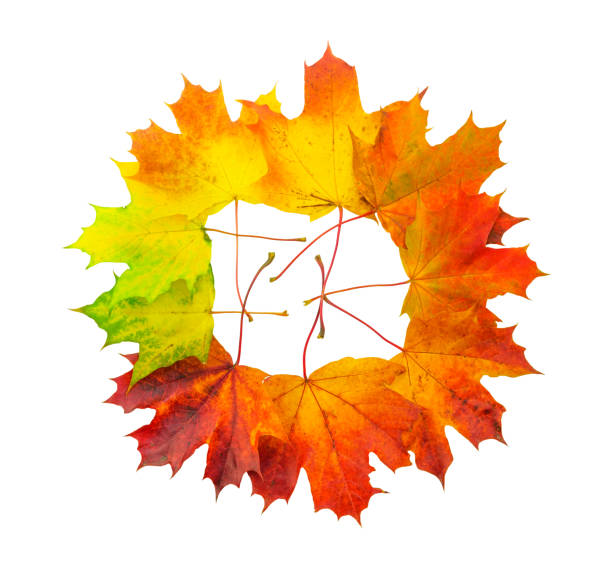 Creative colorful multicolored  designer wreath  isolated on white background made of natural maple leaves autumn season with a smooth color transition in yellow, orange, burgundy, green.