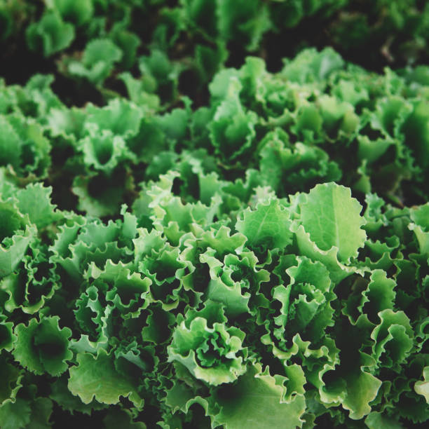 Closeup of rows of organic healthy green lettuce plants. Local vegetable planting farm. Fresh Green Curly iceberg salad leaves growing texture. Natural vegetable garden background