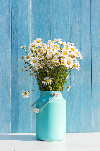 Bouquet of field chamomile flowers in starm tin can vase on background blue wooden boards. Template for postcard. Concept Women's day, Mothers Day, Hello summer or Hello spring.