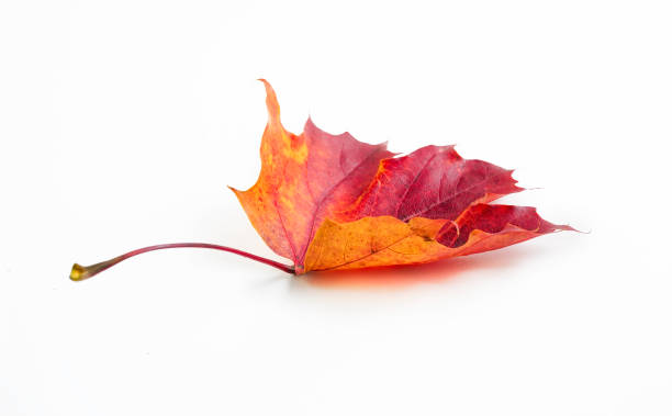 Leaves images