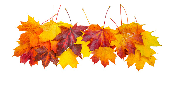 Creative autumn composition border - group of natural maple leaves of yellow, orange, red, burgundy colors  isolated on white background.