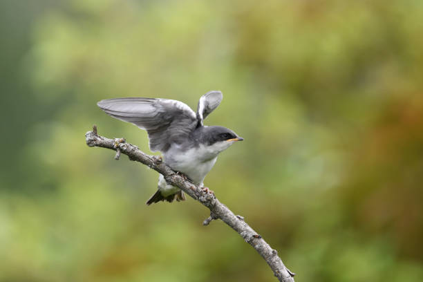 istock Baby Tree Swallow bird 1327614727