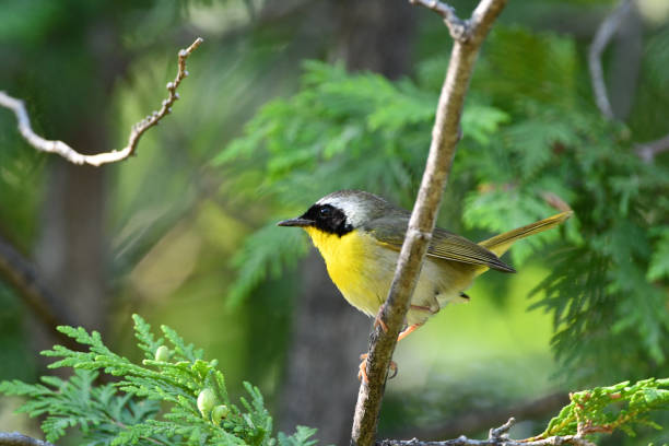 Common Yellow-throated Warbler bird Common Yellow-throated warbler bird sits perched in autumn foliage marsh warbler stock pictures, royalty-free photos & images