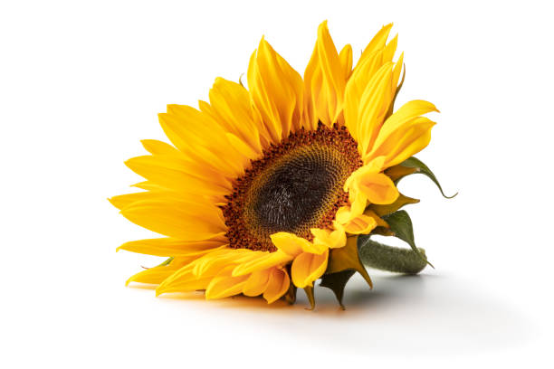 flowers: sunflower isolated on white background - sunflower imagens e fotografias de stock