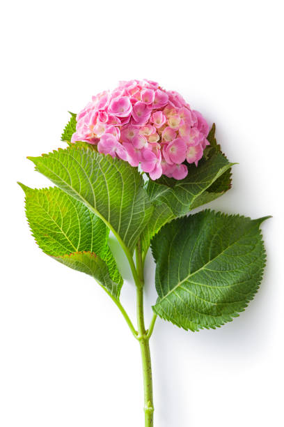 flowers: pink hydrangea isolated on white background - hydrangea imagens e fotografias de stock