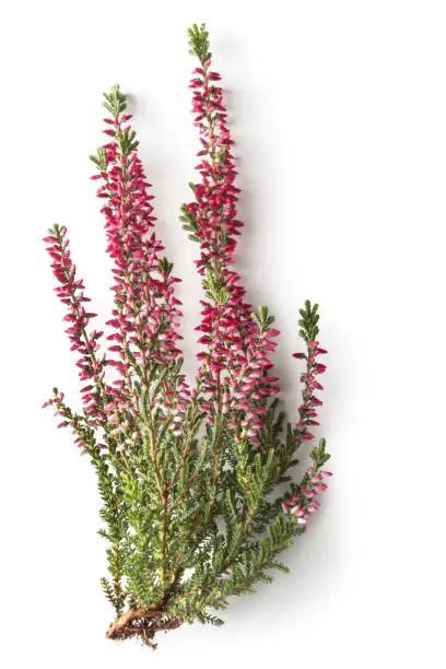 Flowers: Heather Isolated on White Background