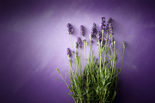 Flowers: Lavender Still Life with Copy Space stock photo