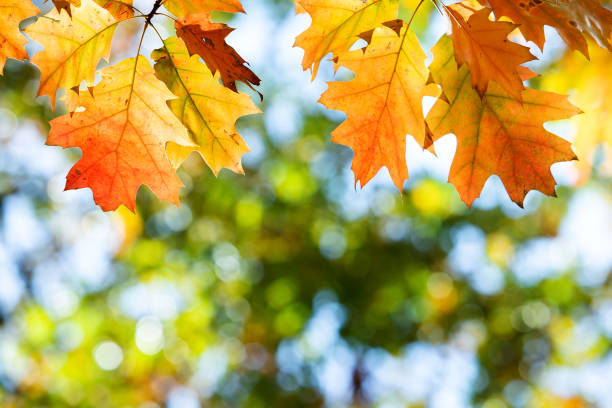 istock Close up of bright yellow and red maple leaves on fall tree branches with vibrant blurred background in autumn park. 1327617859