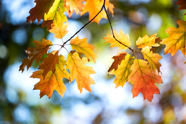 istock Close up of bright yellow and red maple leaves on fall tree branches with vibrant blurred background in autumn park. 1327617861