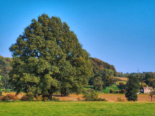 istock footpath track trail cotswolds trees sunlight scenic landscape generic season 1327619573