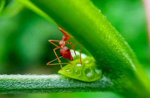 Red ant collecting sweet nectar on plant with green background. Macro insect of nature.
