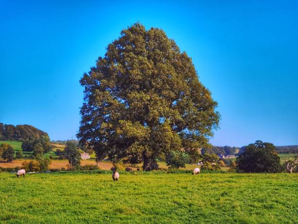 istock footpath track trail cotswolds trees sunlight scenic landscape generic season 1327620411