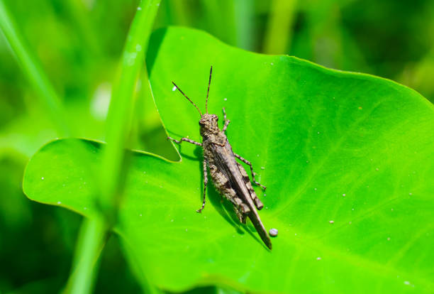 Beautiful grasshopper on the leaves. Grasshopper macro view. Grasshopper profile. Meadow grasshopper.