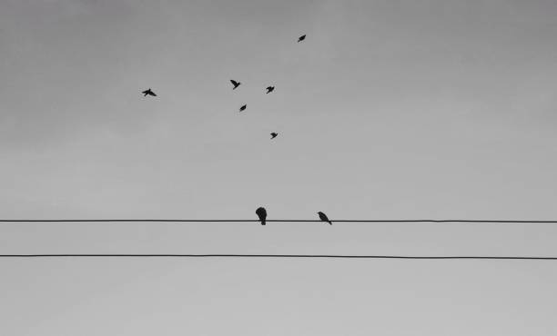 istock The birds sitting on electric wire with cloudy background. 1327620879