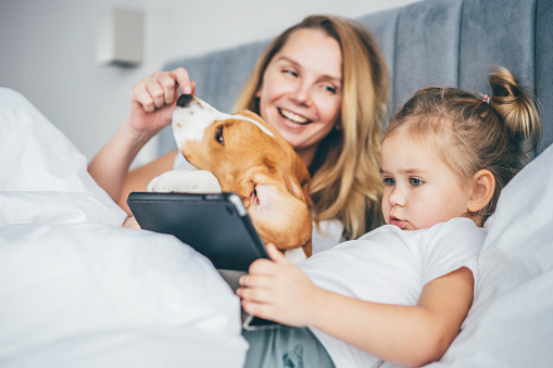Positive blonde woman with cute toddler daughter and playful beagle dog watch video on modern tablet lying on large bed in lazy morning close view