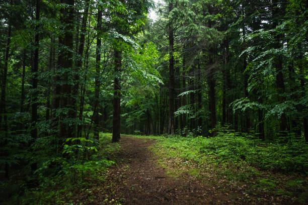 istock Forest path and tall trees in a beautiful natural park reservation 1327622037