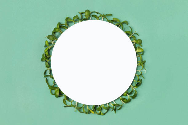 istock Round frame made with microgreens sunflower sprouts on green background. 1327622199