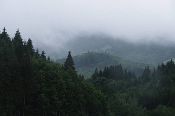 istock Misty natural scenic view in Romanian Mountains after rain 1327622542