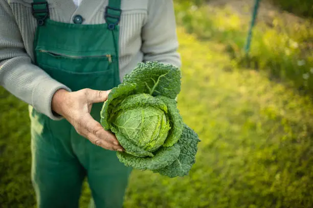 Photo of Senior gardener holding a splendid Savoy Cabbage head