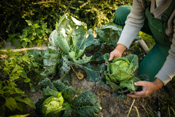 istock Senior gardener holding a splendid Savoy Cabbage head 1327623751