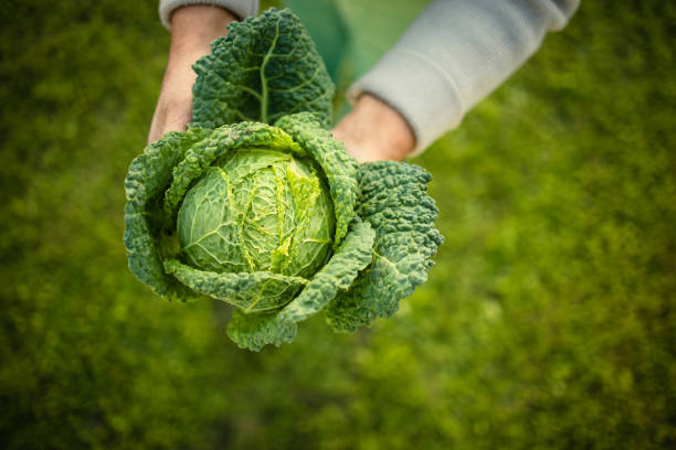 istock Senior gardener holding a splendid Savoy Cabbage head 1327623816