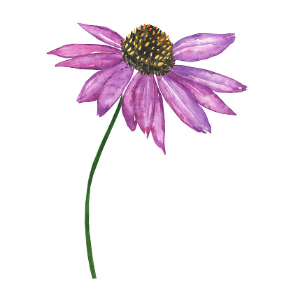 Echinacea single pink flower isolated on white background. Watercolor hand drawing illustration. Medical plant for design.