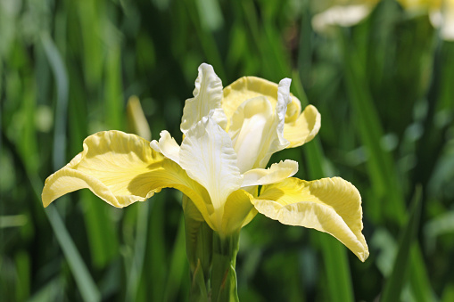 iris-flor Imagenes y fotos Premium de Istock