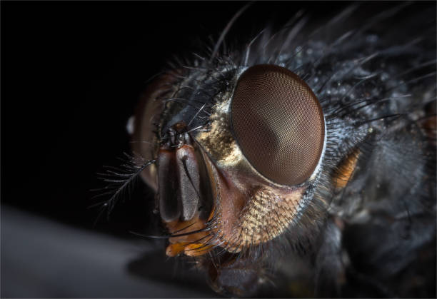 istock Eye of the fly 1327627894