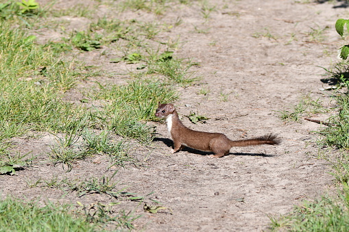 Least weasel stops and looks around while crossing a foot path in a conservation area