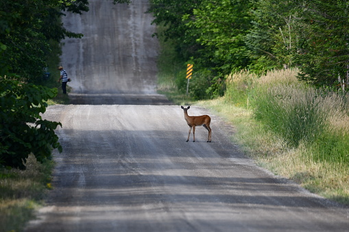 Curious White Tail Deer doe stands on side of road watching a man trim the grass around a country mailbox