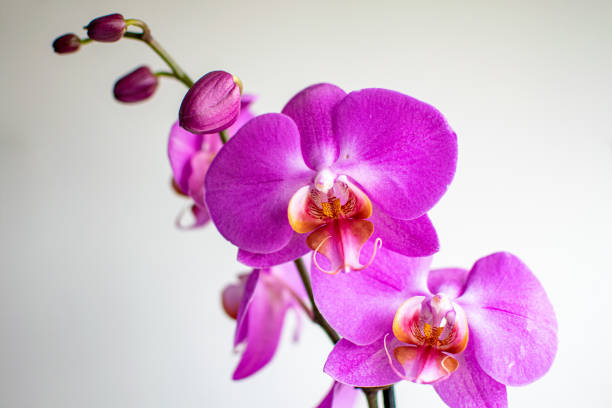 istock Lilac orchid plant blooming background 1327629164