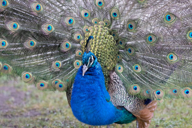 istock Closeup Image of a peacock dancing with its open feathers 1327629236