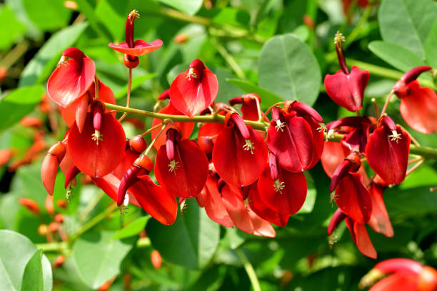 istock Erythrina crista-galli / Coral Tree Flower 1327630069